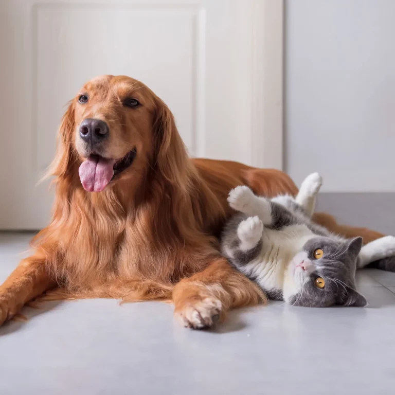3 Pillars for Pet Well-being