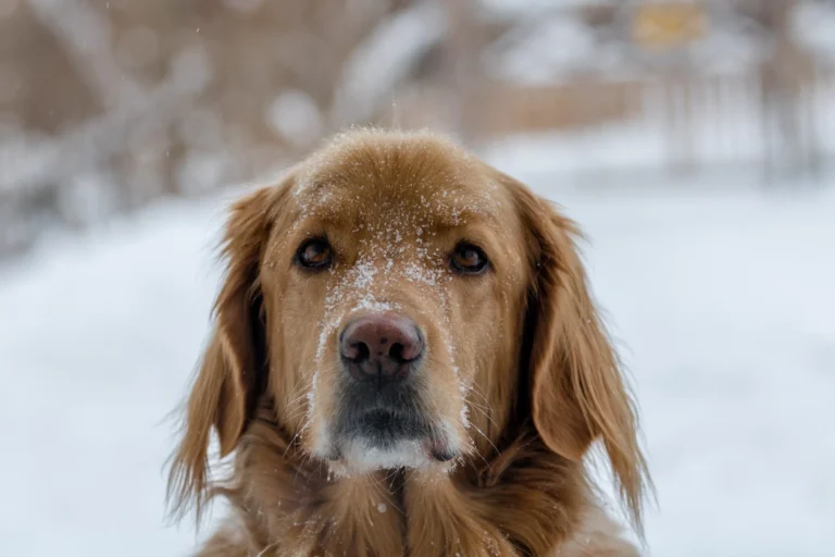 5 Heartwarming Tips to Protect Pets from the chill
