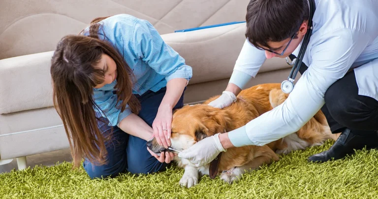 Zumi App Revolutionizes In-Home Veterinary Support