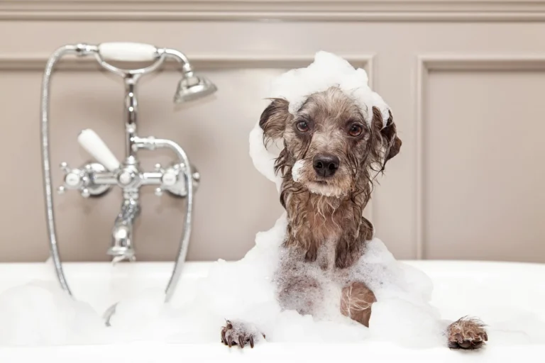 A Complete Guide to Maintaining Dog Hygiene