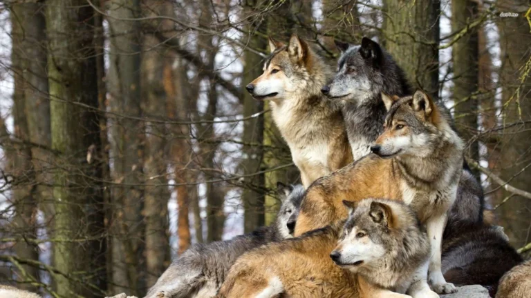 Chernobyl Mutant Wolves Adaptations
