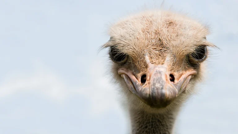 Data Reveals Ostrich Among Exotic Pets