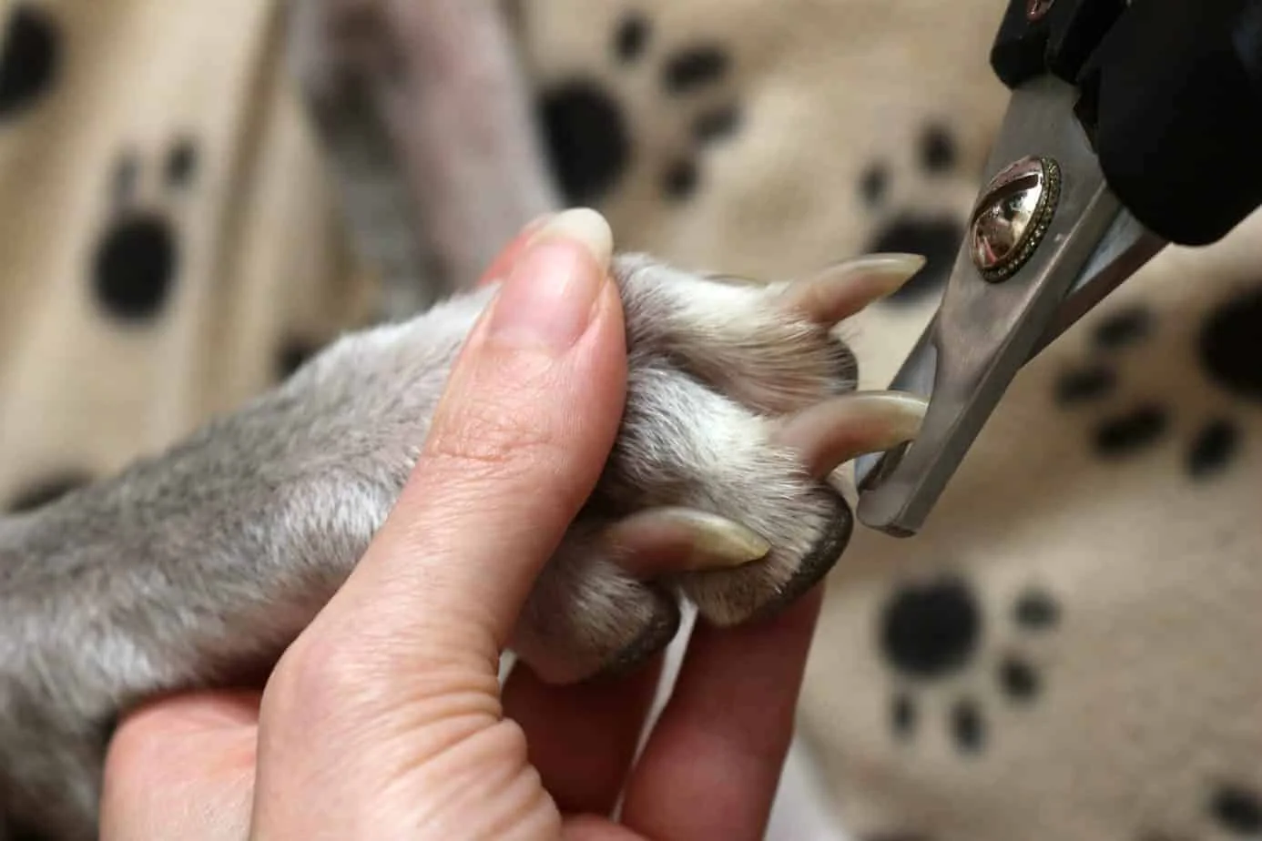 How to Trim Your Dog's Nails Safely