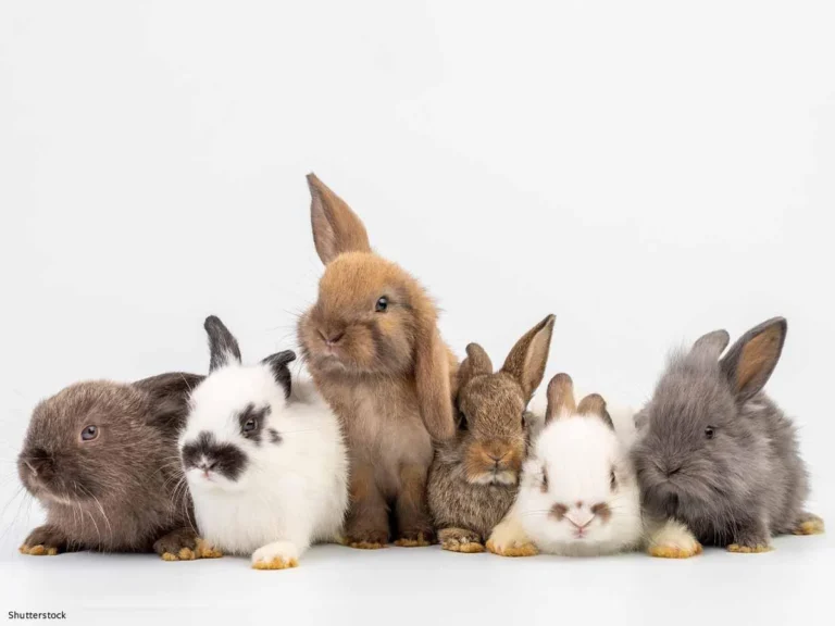 Rabbits are Sustainable Pet Companions