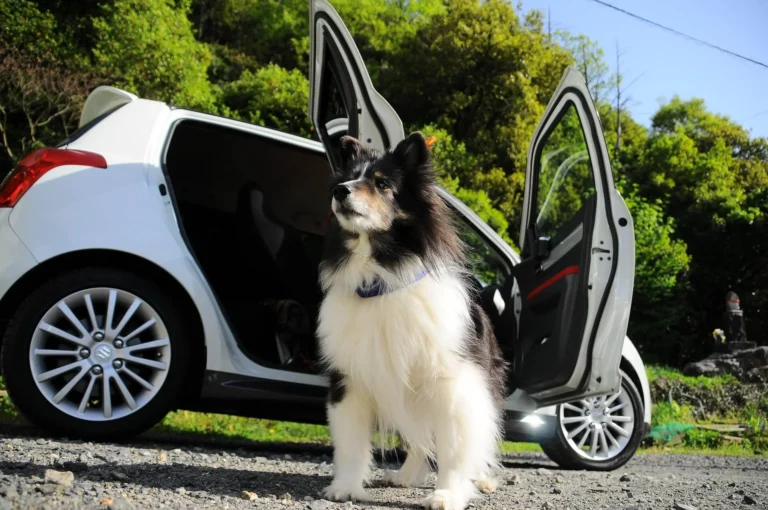 The Handwashing Connection for Safer Pet Car
