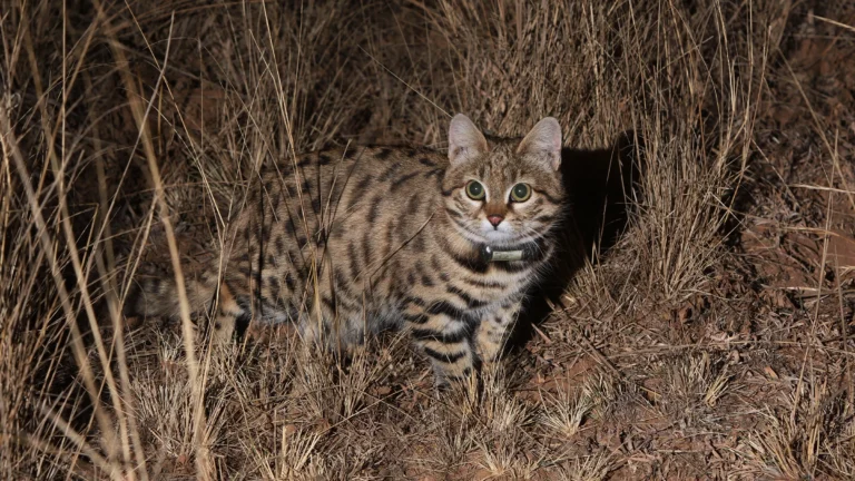 The Fascinating Story of Texas Black-Footed Cats