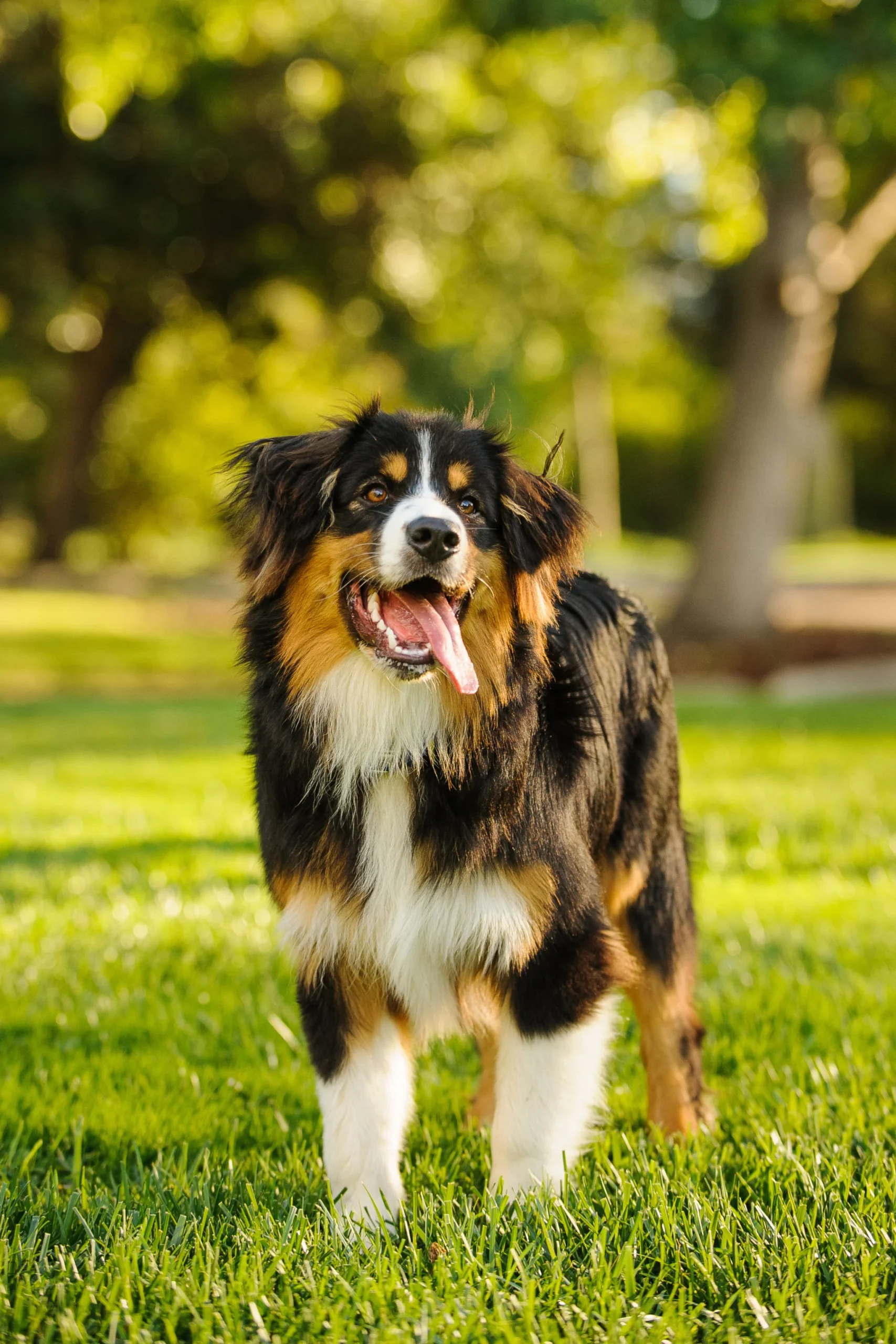 The Heartwarming Story of Therapy Dog Sandi