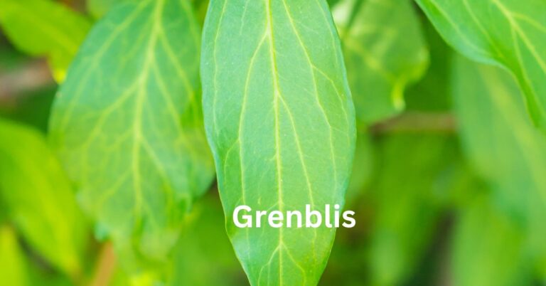 Grenblis